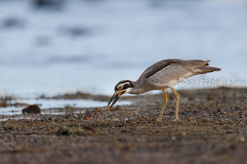 厚膝鸟:成年海滩厚膝或海滩石杓鹬(Esacus magnirostris)。